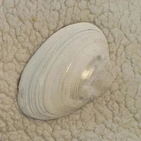 HANDMADE CLAM SHELL ART/SPOOKY HALLOWEEN BOTTLES - Picture 2 of 3